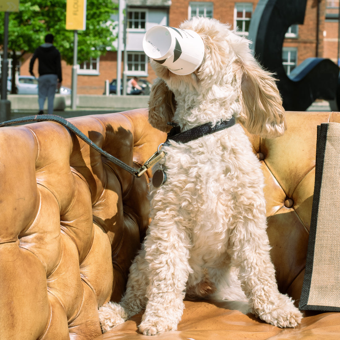 Puppychino event returns to Ipswich Waterfront Café this summer, hosted by Paddy & Scott's.