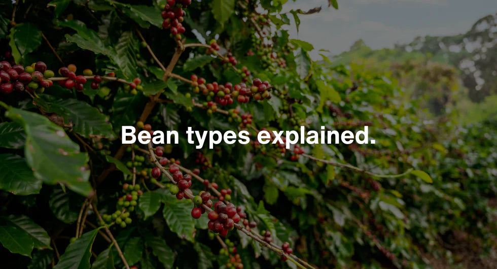 Bean types explained